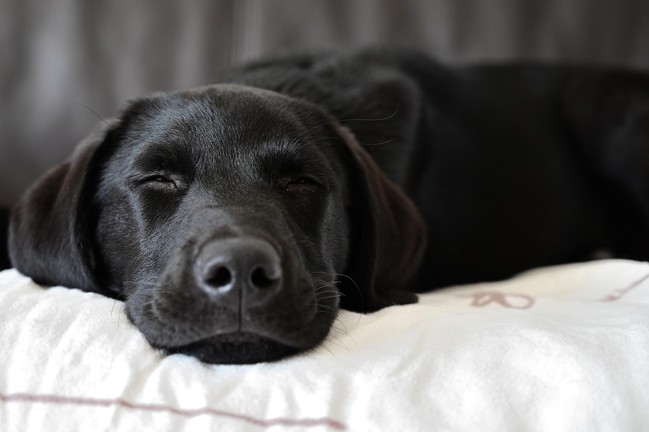 ナイトブラと睡眠時間の質は育乳効果にどのように関係するのか？