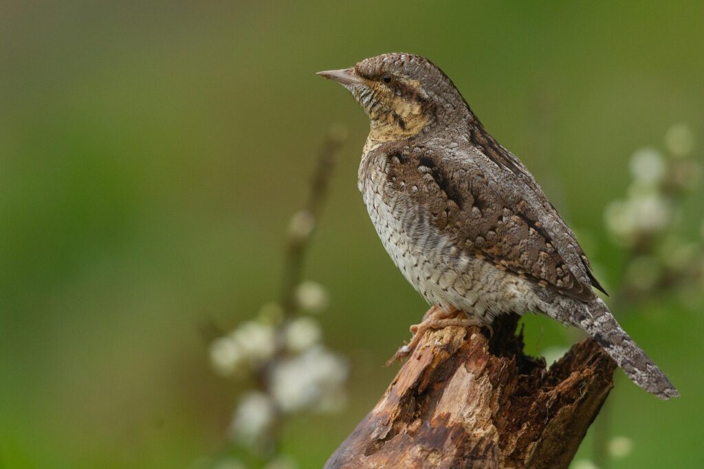 ナイトブラの肩こりしにくい構造とは何か？