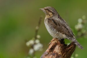 ナイトブラの肩こりしにくい構造とは何か？